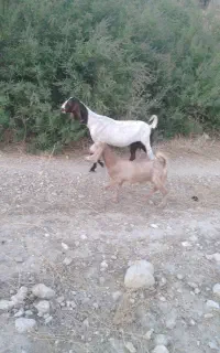 حیوانات مزرعه بز میش بره