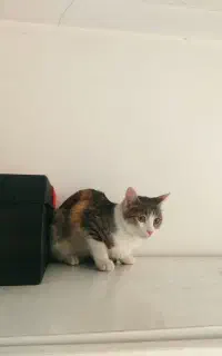 گربه