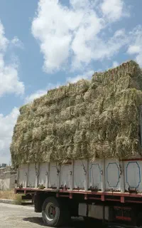 علف پرس شده