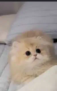 پت شاپ فاخر