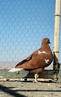 ماده افغان