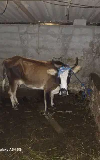 گاو دو رگ محلی جوان