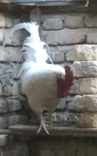 خروس لری جوان