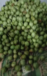 گردو خیس با پوست