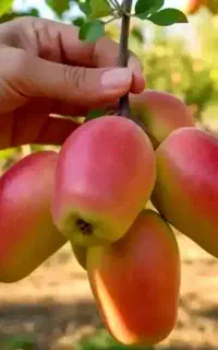 نهال آرش سیب گردوبادام گیلاس گلابی زردآلوخاص