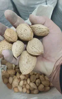بادام ابی