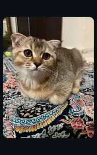 گربه بریتیش نر