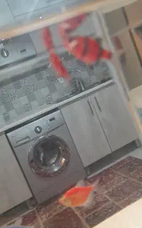 ماهی تایگر بارب جفت مولد
