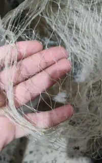 سلیه