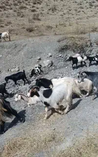 بز بزغاله نر
