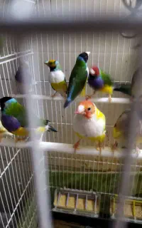 کوتوله فنچ گلدین قناری بنگالی