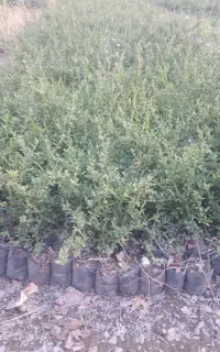 پیراکانتا