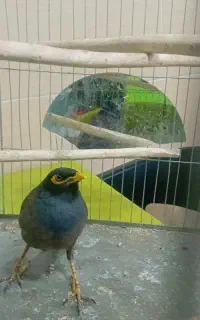 مینا