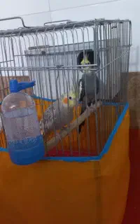 عروس هلندی با قفس و جوجه هاش