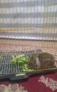 خرگوش