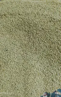 عدس تازه تمسال