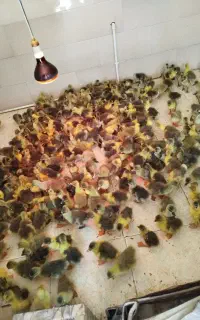 فروش جوجه غاز در سنین مختلف تعداد بالا