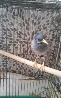 مرغ مینا سخنگو