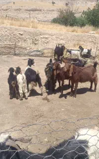 فروشی