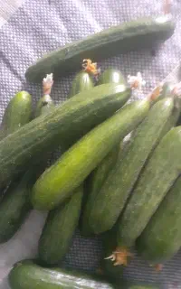 بذر آفیسر ۲عدد