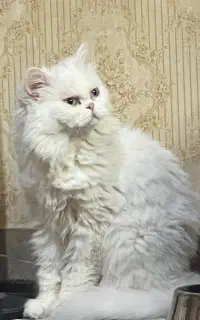 پرشین فلت 1 ساله فروش یا جفتگیری