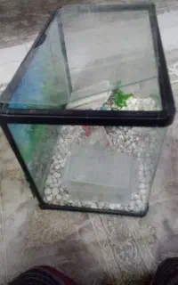 اکواریوم
