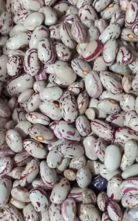 لوبیا تازه