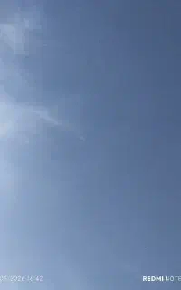 4عدد کبوتر پلاکی وپرشی