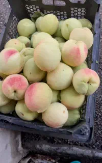 هلو محلی کندوله ماتیکی