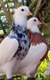 طوقی سیاه و سار گمشده