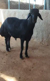 بره قره قزل افشار