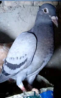 کفتر ذات عالی پرشی و جفت