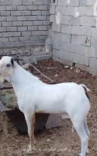 پازن