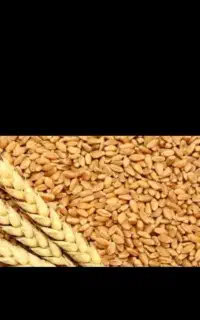 فروش