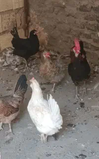 مرغ وخروس