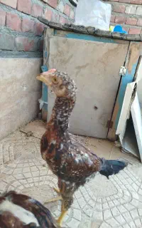 جوجه لاری توضیحات رو بخون