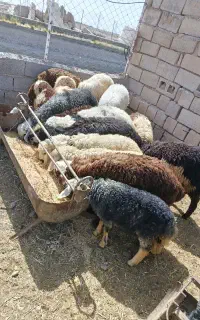 بره جوان
