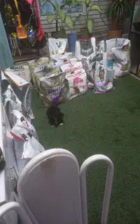 سگ پامر روباهی