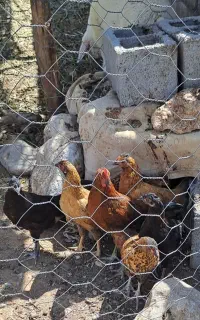 جوجه مرغ و خروس