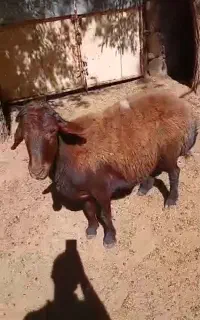 نر افشاری هترو