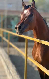 عرب دوسر کره تاج
