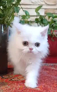 گربه پرشین سفید