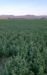 یونجه آبی بدون علف