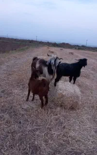 بر نر