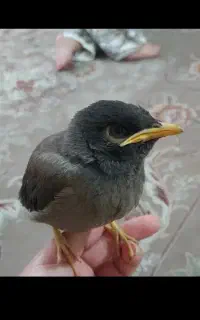 مرغ مینا