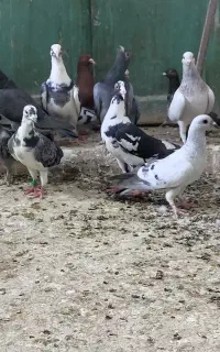 24تا کفتر بصورت یکجا دونه ۳۰۰