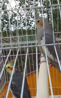 عروس هلندی