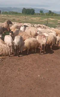 پشم گوسفند