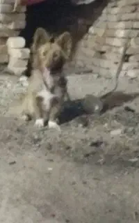 سگ سرابی