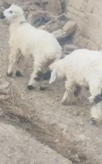 گوسفند نر ماده